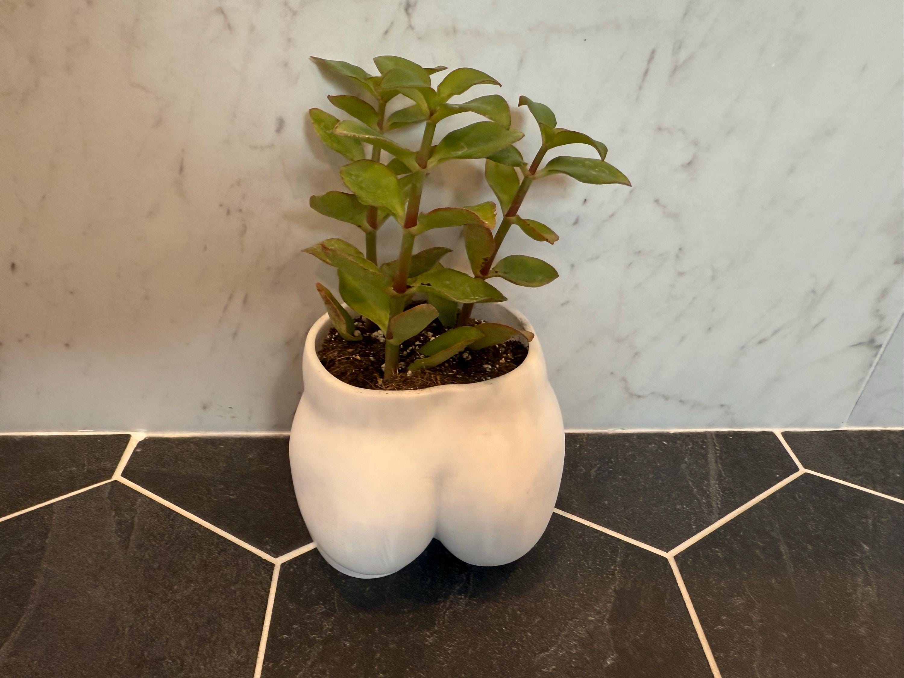 Funny Booty Planter | Butt Vase or Succulent Pot | Modern Home Decor | Discreet Packaging